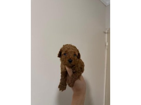 Güvenilir ve referanslı çiftlikten toy poodle