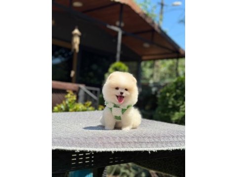 Kar beyaz renk pomeranian boo