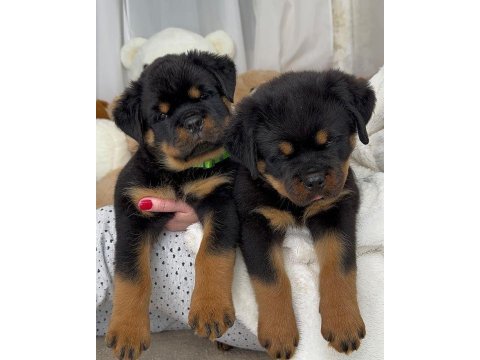 Rottweiler yavrularımız