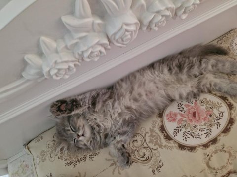 Evde olamadığım için kedimi sahiplendiriyorum