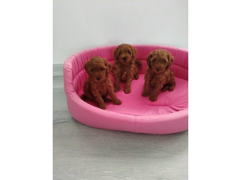 Redbrown toy poodle yavrularımızı canlı görün