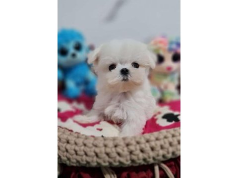 Mini kore maltese yavrular