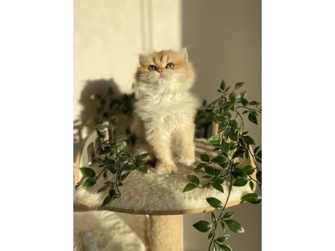 Ny12 british longhair