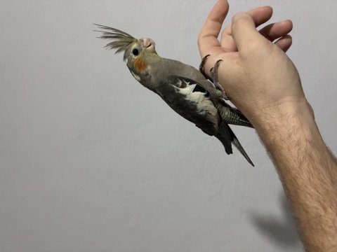 Kafesiyle birlikte 50 günlük yavru sultan papağanı