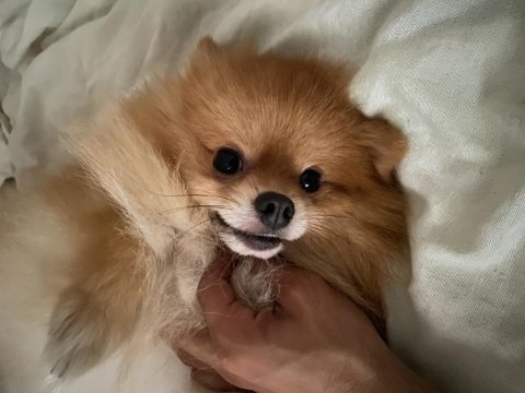 Yetişkin tilki surat pomeranian