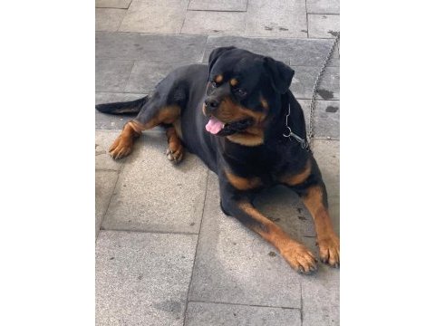 Orjinal rottweiler maylo oğlumuza eş arıyoruz scrli