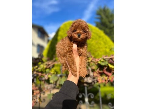 Efsane maltipoo bebekler