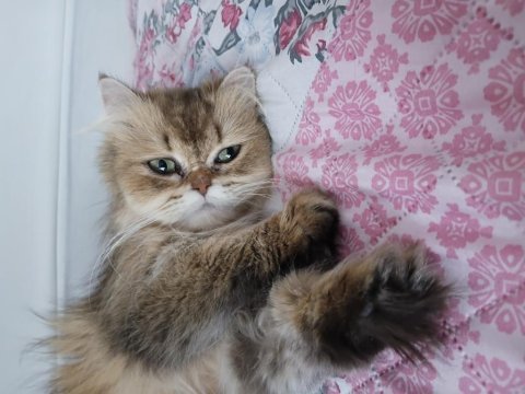 Güzeller güzeli british longhair kızım karamel