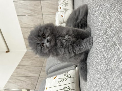 İpek tüylü scottish longhair yavru