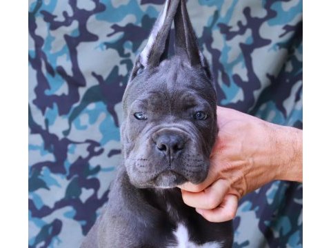 Fcı-kıf secereli safkan cane corso