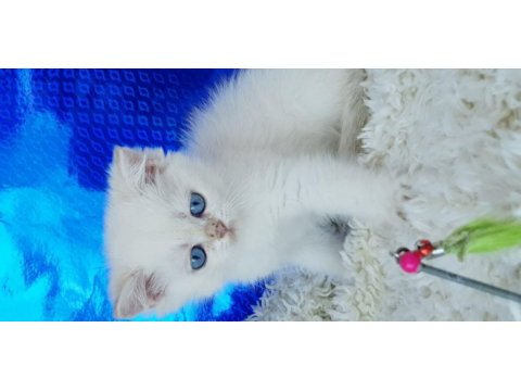 Orijinal british shorthair erkek ny1233