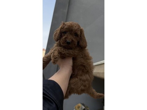 Toy poodle red brown bebekler