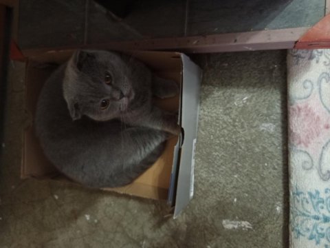 2 yaşında scottish fold