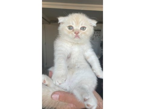 Acil yuva scottish fold yavrular