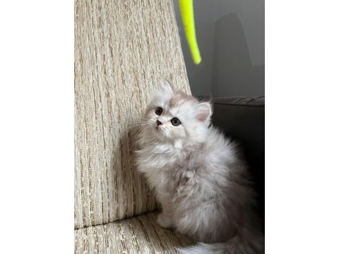 Kedimiz ankarada yaşama şartı ile güvenli sahiplendirilecek