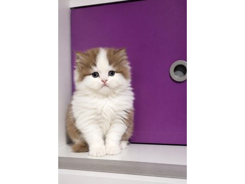 Safkan british longhair yavrumuz çikolata bicolor