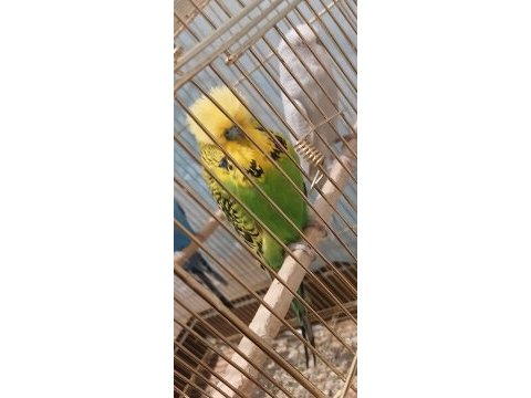 Show erkek yerli erkek muhabbet kuşu