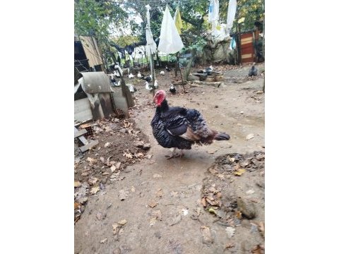 Etlik hindimiz