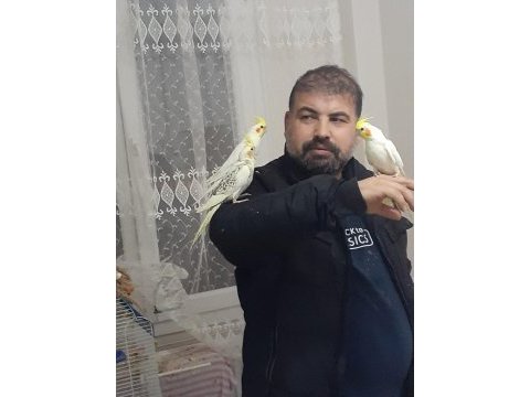Ele alışkın sultan papağanlar