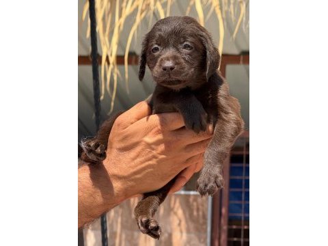 Labrador yavrularımız 