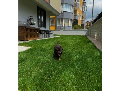 Rottweiler sağlık garantili bebekler