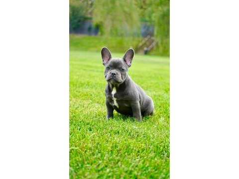 French bulldog yavruları çiftlikten 