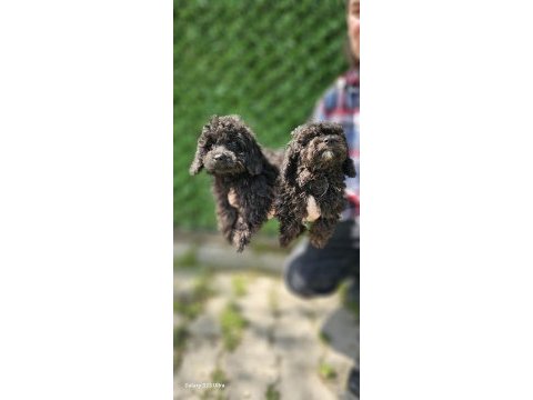 Korea kanı siyah inci toy poodle bebekler