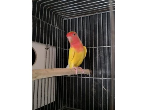 Kırmızı göz dişi papağanımız