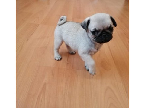 Muhteşem pug mops bebekler istanbul