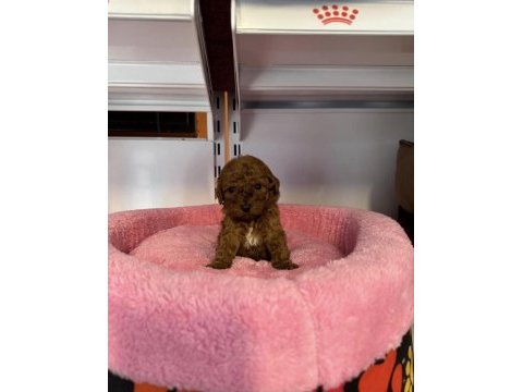 Bebek yüzlü toy poodle yavrularımız