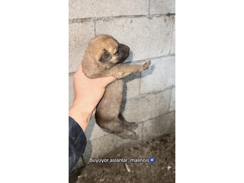Malinois bilgi için yazın