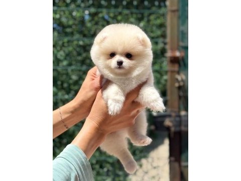Kusursuz karbeyaz dişi pomeranian boo