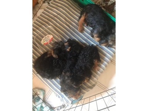 A kalite son 2 bebek yorkshire terrier