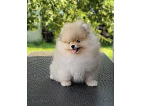 Mükemmel ayı surat boo pomeranian