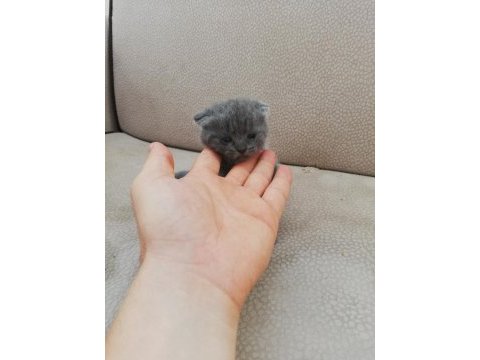 Boncuk scottish fold