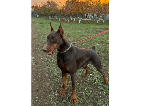 Şampiyon üreticiden geleceğin yıldızları dobermanlar