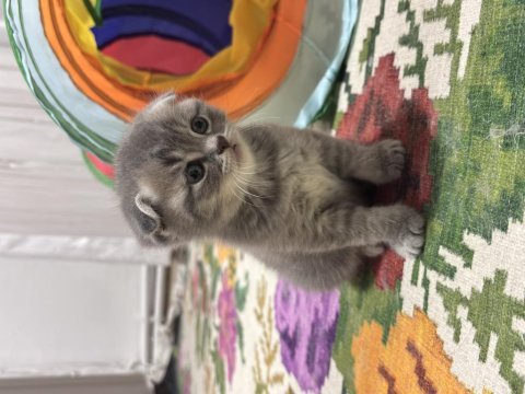 Annesi scottish blue point babası britishshorthair kedilerim