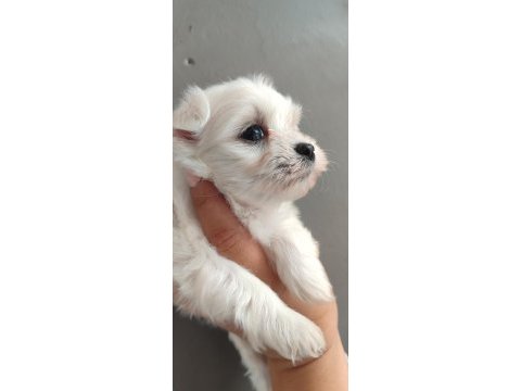 Minimal terrier kızlar