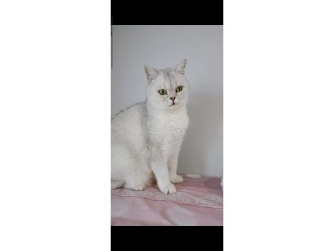 British shorthair silver ns11 dişi