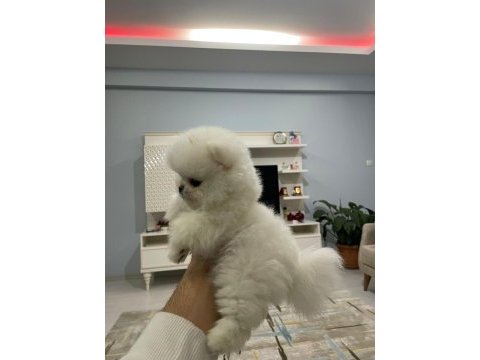 Pomeranian boo yavrum