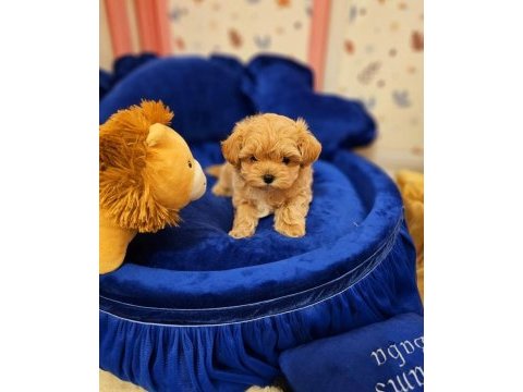 Eğitimli kore kan maltipoo bebeklerimiz