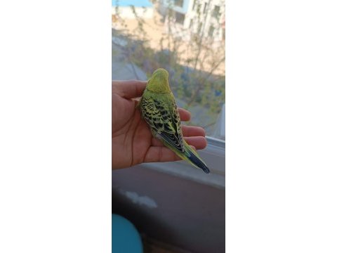 Yeni yeme düşmüş yavrular ve yetişkin muhabbet kuşlar