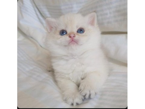 Safkan golden british shorthair yavrular