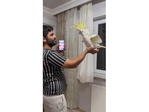 Böylesi yok kakadu papağanı