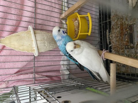 Bakıcı çift muhabbet kuşu
