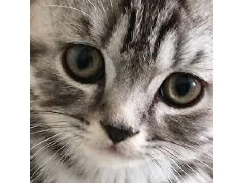 Oyuncu british shorthair kedimiz