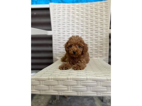 Olağanüstü güzellikte poodle yavru