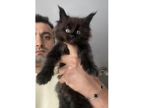 2 dev erkek xxxl maine coon