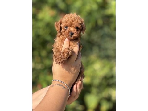 Büyümeyen aşılı çiş eğitimli toy poodle bebekler 
