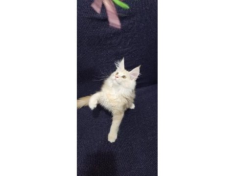 Şampiyonların torunu anne baba şecereli maine coon